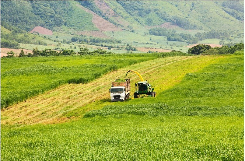 Đồng cỏ rộng hàng ngàn ha mãn nhãn ở Nghệ An “đốn tim” du khách
