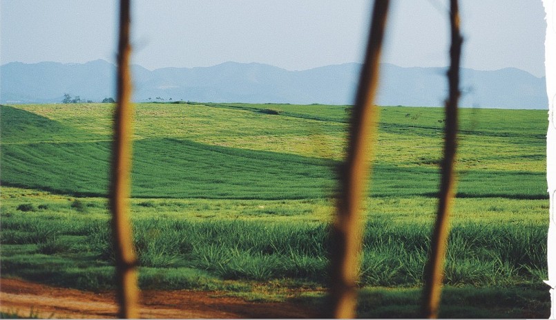 Đồng cỏ rộng hàng ngàn ha mãn nhãn ở Nghệ An “đốn tim” du khách