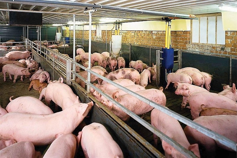 Giá heo hơi hôm nay 23/3: Tiếp đà tăng cao nhất 2.000 đồng/kg