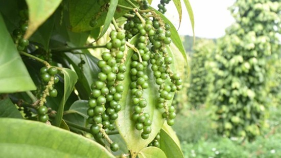 Giá nông sản hôm nay 23/3: Cà phê quay đầu giảm, hồ tiêu tăng trở lại