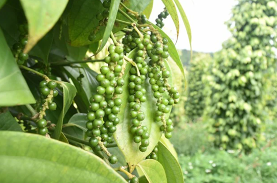 Giá nông sản hôm nay 23/3: Cà phê quay đầu giảm, hồ tiêu tăng trở lại