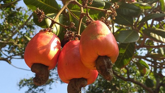 Doanh nghiệp Việt “tự gõ vào chân mình" khi đẩy giá thành điều nguyên liệu cao hơn giá bán