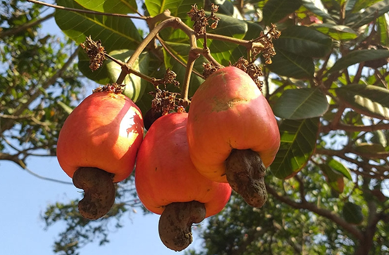 Doanh nghiệp Việt “tự gõ vào chân mình" khi đẩy giá thành điều nguyên liệu cao hơn giá bán