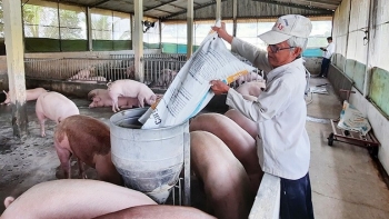 Giá heo hơi hôm nay 24/3: Cả ba miền tiếp đà đi lên?