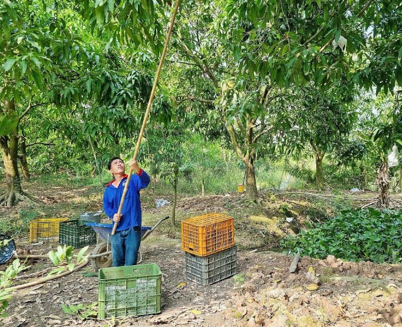 Người trồng xoài lãi cao nhờ bán hàng vào siêu thị