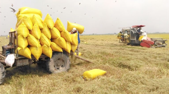 Chất lượng lúa gạo góp phần nâng cao giá trị và thương hiệu gạo Việt Nam trên trường quốc tế.
