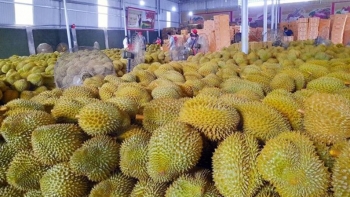 Diễn biến mới nhất vụ 30 lô sầu riêng xuất khẩu sang Trung Quốc bị nhiễm cadimi