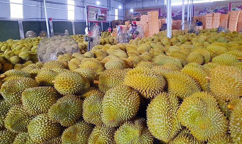 Nguyên nhân khiến 30 lô sầu riêng xuất khẩu sang Trung Quốc bị nhiễm cadimi