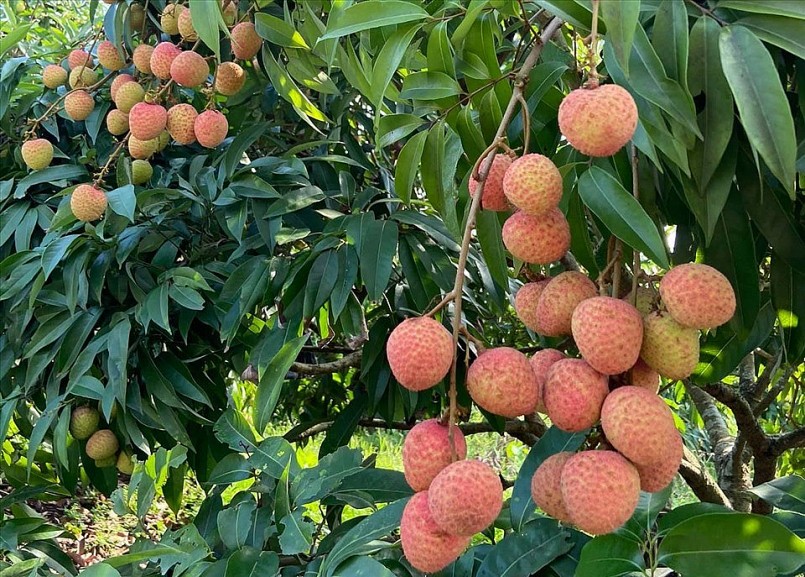 vải thiều Thanh Hà vải thiều Thanh Hà