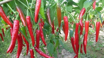 Hàn Quốc, Đài Loan tăng cường kiểm tra ớt Việt Nam về an toàn thực phẩm