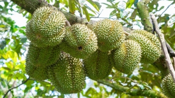 30 lô sầu riêng xuất khẩu nhiễm cadimi: Trung Quốc đang quan tâm nhiều hơn tới chất lượng sản phẩm?