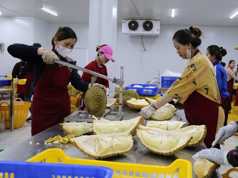 Nâng cao chất lượng sầu riêng hướng đến xuất khẩu bền vững. 