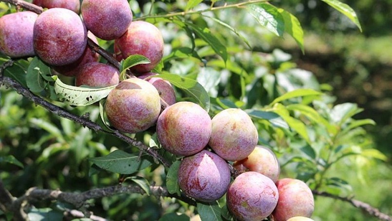 nông dân Sơn La ‘đi mót’ vẫn thu tiền tỷ nông dân Sơn La ‘đi mót’ vẫn thu tiền tỷ