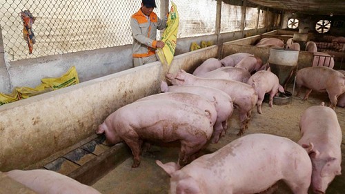 Giá heo hơi hôm nay 26/3: Giao dịch thấp nhất ở mức 59.000 đồng/kg