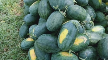 Dưa hấu đồng quê