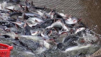 Mỹ tăng nhẹ thuế chống bán phá giá cá tra Việt Nam