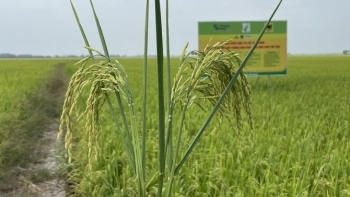 Những tiền đề quan trọng cho chương trình 1 triệu ha lúa chất lượng cao