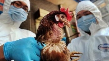 Nhiều người Campuchia tử vong vì cúm gia cầm, Đồng Nai nhận công điện khẩn