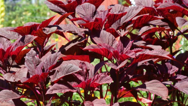 Loại rau được gọi là "viên canxi" nhưng ăn nhiều dễ hại thận