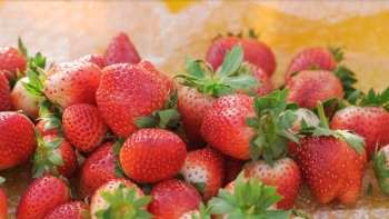 Dâu tây vào suất ăn phục vụ hành khách Vietnam Airlines: Cơ hội quảng bá, nâng tầm thương hiệu nông sản Sơn La