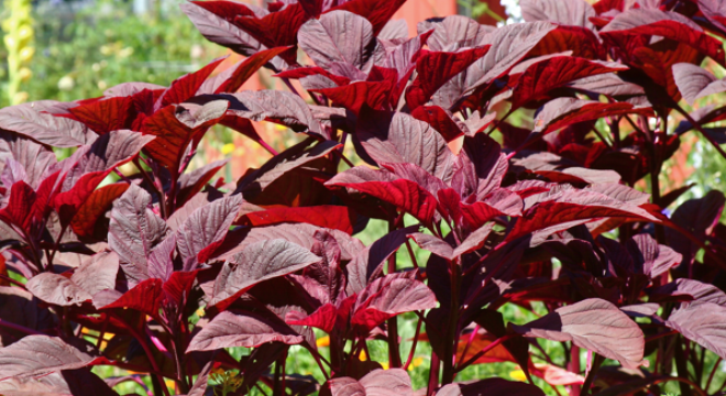 Loại rau được gọi là "viên canxi" nhưng ăn nhiều dễ hại thận