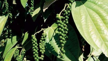 Giá nông sản hôm nay 27/3: Cà phê tiếp đà tăng mạnh, hồ tiêu duy trì ổn định