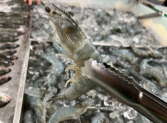 Tôm Minh Phú bán tại Bách hóa Xanh có giá 165.000 đồng/kg.