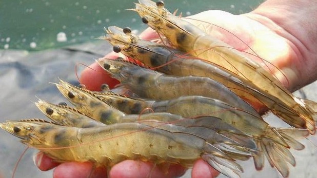 Hàn Quốc đề xuất kiểm soát 3 loại bệnh nguy hiểm với thủy sản nhập khẩu