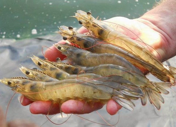 Hàn Quốc đề xuất kiểm soát 3 loại bệnh nguy hiểm với thủy sản nhập khẩu Hàn Quốc đề xuất kiểm soát 3 loại bệnh nguy hiểm với thủy sản nhập khẩu