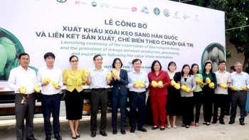 An Giang xuất khẩu 18 lô xoài keo sang Hàn Quốc, tiến tới chinh phục nhiều thị trường khó tính