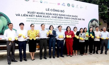 An Giang xuất khẩu 18 lô xoài keo sang Hàn Quốc, tiến tới chinh phục nhiều thị trường khó tính