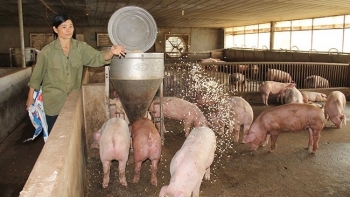 Giá heo hơi hôm nay 28/3: Giảm rải rác ở khu vực phía Bắc