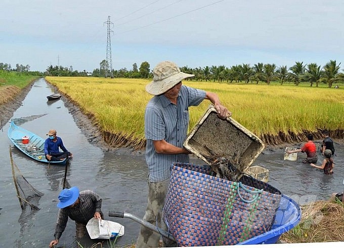 Thu hoạch tôm từ mô hình tôm – lúa. Ảnh: HCP.