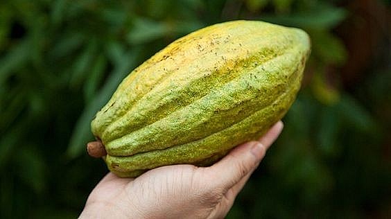 Giá ca cao toàn cầu cao nhất mọi thời đại.