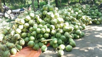 Sầu riêng đông lạnh, dừa tươi xuất sang Trung Quốc cần đáp ứng yêu cầu gì?