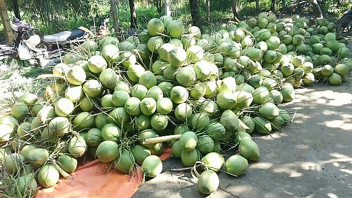 Sầu riêng đông lạnh, dừa tươi xuất sang Trung Quốc cần đáp ứng yêu cầu gì?