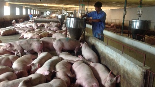 Giá heo hơi hôm nay 29/3: Tiếp tục giảm ở nhiều địa phương