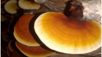 Nấm linh chi An Sinh