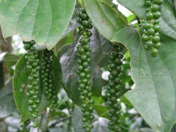 Giá nông sản hôm nay 29/3: Cà phê quay đầu giảm, hồ tiêu duy trì đi ngang