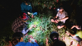 Thời tiết bất lợi, tỉnh Bắc Giang nguy cơ mất mùa vải thiều