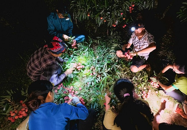 Người  dân Bắc Giang thu hoạch vải thiều.