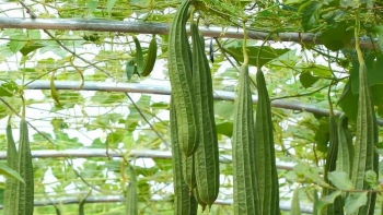 Mướp khía - Loại cây "dễ tính" có nhiều lợi ích với sức khỏe