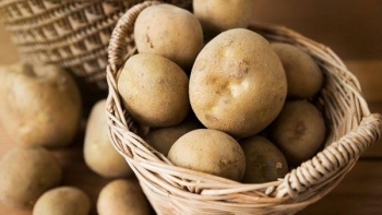 Khoai tây Phượng Lịch