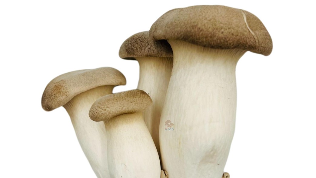 Nấm đùi gà KMS