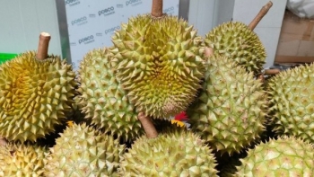Sầu riêng đã qua thời giá rẻ