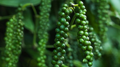 Giá nông sản hôm nay 31/3: Cà phê tiếp đà tăng, hồ tiêu chủ yếu đi ngang