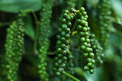 Giá nông sản hôm nay 31/3: Cà phê tiếp đà tăng, hồ tiêu chủ yếu đi ngang