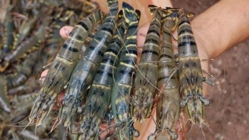 Tôm xuất khẩu sang Mỹ gánh thêm thuế chống trợ cấp