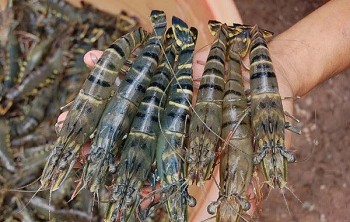 Tôm xuất khẩu sang Mỹ gánh thêm thuế chống trợ cấp