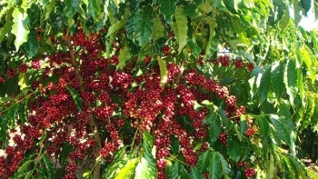 Giá nông sản hôm nay 1/4: Cà phê duy trì đà tăng, hồ tiêu đi ngang